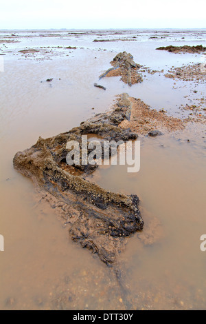 La foresta sommersa, totale di circa 40 alberi, sulla spiaggia di Cleethorpes. Foto Stock