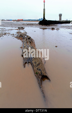 La foresta sommersa, totale di circa 40 alberi, sulla spiaggia di Cleethorpes. Foto Stock