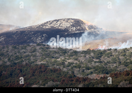 Bush incendio presso la montagna Foto Stock