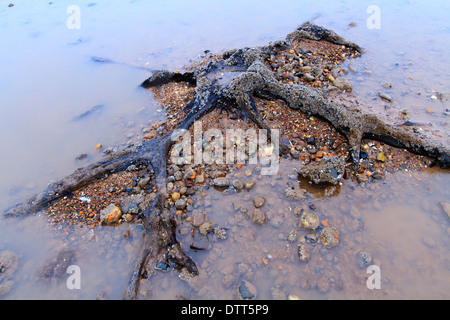 La foresta sommersa, totale di circa 40 alberi, sulla spiaggia di Cleethorpes. Foto Stock