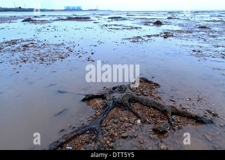 La foresta sommersa, totale di circa 40 alberi, sulla spiaggia di Cleethorpes. Foto Stock