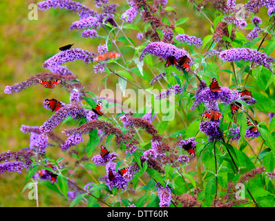 Peacock farfalle (Aglais io) ( Inachis io) su buddleia, fiori. Foto Stock