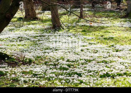 Snowdrops (Galanthus nivalis) nel bosco di latifoglie, Hodsock Priory, Nottinghamshire, England, Regno Unito Foto Stock