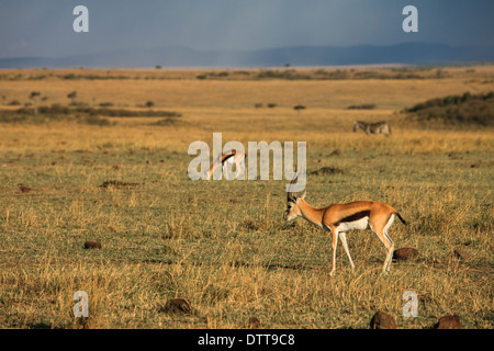 Gazzelle nella savana Foto Stock