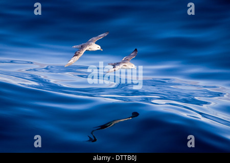 Due fulmars planata sul piccolo mare si gonfiano onda con le loro riflessioni in uno specchio oceano liscio al largo della costa del nord della Norvegia Foto Stock