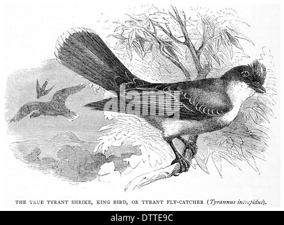 Vero tiranno Shrike, re uccello, o tiranno Fly Catcher Tyrannus intrepidus Foto Stock