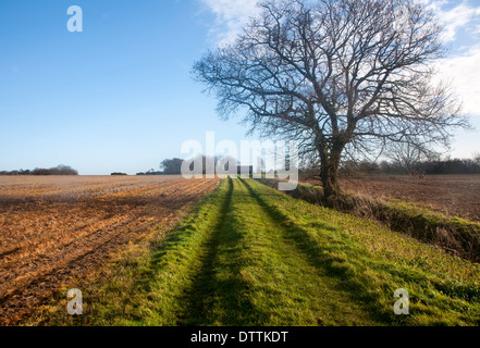 Paesaggio del lungo rettilineo percorso erboso il passaggio di un albero in inverno, Sutton, Suffolk, Inghilterra Foto Stock