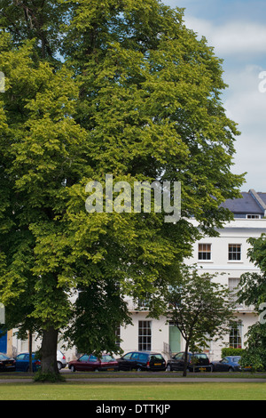 Montpelier Giardini in estate, Cheltenham, Gloucestershire, Regno Unito Foto Stock