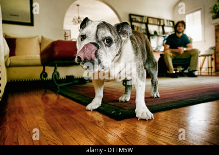 Cane leccare le sue labbra in salotto Foto Stock