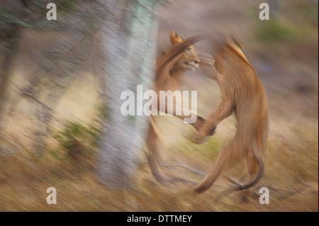 Due lion cubs giocare combattimenti Foto Stock