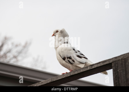 Un piccione di fantasia, noto nel mondo di piccione come una orientale balza, o Old Dutch Capuchine,ha scampato la sua gabbia e il proprietario e si appollaia su una recinzione. Stati Uniti d'America Foto Stock