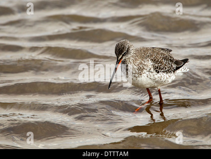 Spotted Redshank in the shallows alla ricerca di cibo, Norfolk Inghilterra UK Foto Stock
