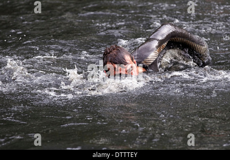 Wolf Run concorrente nuotare attraverso il fiume Avon a Stamford Hall, Lutterworth, Leicestershire, Inghilterra, Regno Unito Foto Stock