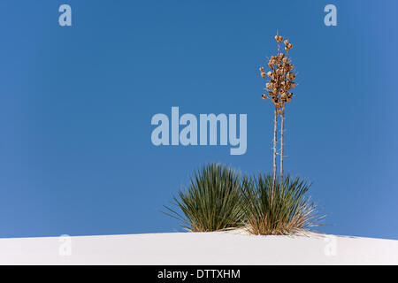 Più tesori del New Mexico Foto Stock