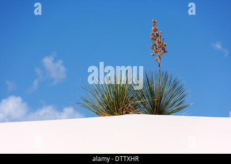 Più tesori del New Mexico Foto Stock