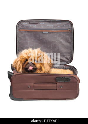 Cane in custodia da viaggio Foto Stock