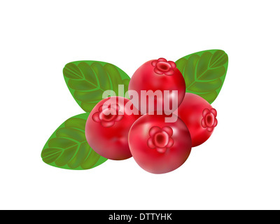 Mirtillo rosso su sfondo bianco,disegno di illustrazione Foto Stock