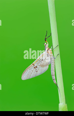 Newt liscia, maschio, Renania settentrionale-Vestfalia, Germania / (Lissotriton vulgaris, Triturus vulgaris) / tritone comune Foto Stock