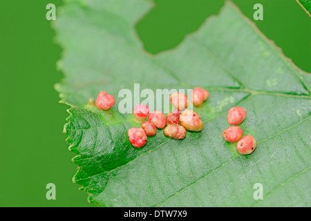 Newt liscia, maschio, Renania settentrionale-Vestfalia, Germania / (Lissotriton vulgaris, Triturus vulgaris) / tritone comune Foto Stock