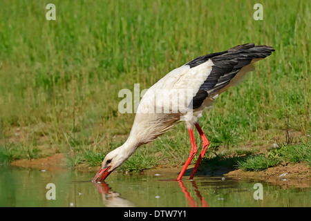 Pioppo grigio, maschio amenti, Renania settentrionale-Vestfalia, Germania / (Populus canescens) Foto Stock