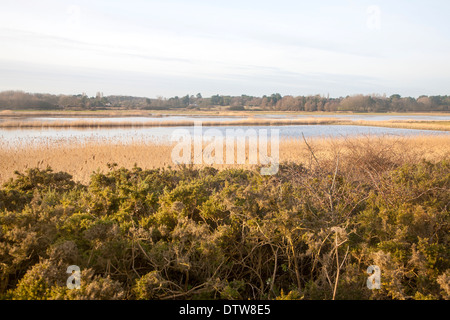 Proiettore drenato palude inondato da picchi di marea vicino a Aldeburgh, Suffolk, Inghilterra Foto Stock