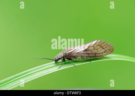 Barberia scimmie / (Macaca sylvanus, Macaca sylvana) / Barberia Ape Foto Stock