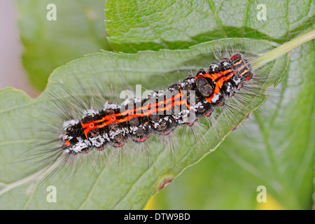 Avvoltoio grifone su tela / (Gyps fulvus) Foto Stock