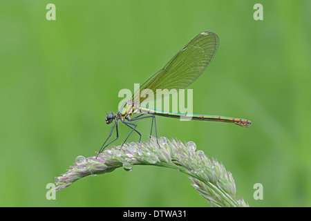 Osage Orange, frutta / (Maclura pomifera) / Horse-Apple, Hedge-Apple Foto Stock