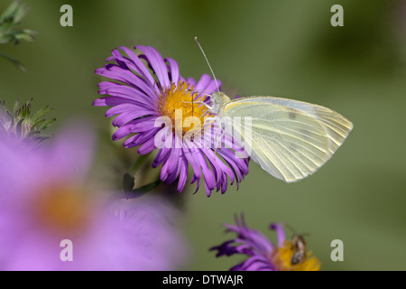 Una piccola farfalla, il cavolo bianco su Alpine fiori Aster, Sarcococca rapae, Southwestern Ohio, Stati Uniti d'America Foto Stock