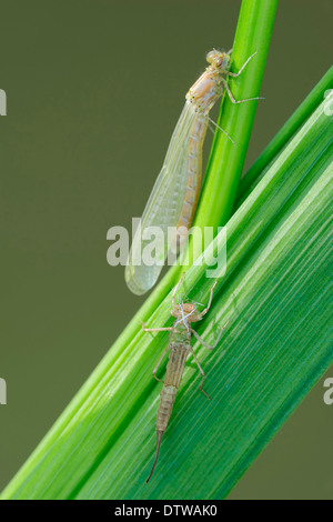 Blu-tailed Damselfly Foto Stock