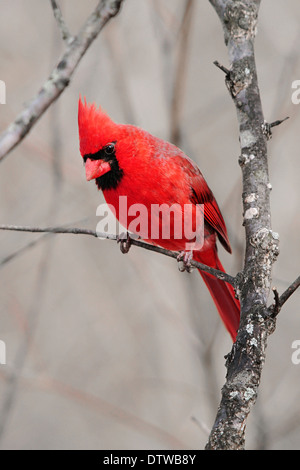 Un uccello rosso, il nord del Cardinale, maschio occhiatura un boccone di cibo, Cardinalis cardinalis Foto Stock
