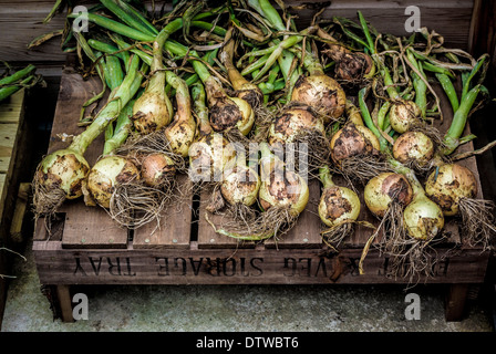 Raccolte le cipolle essiccamento Foto Stock