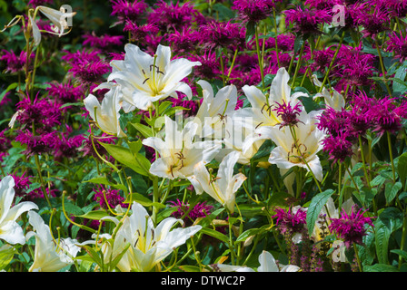 Estate letto di fiori nel giardino Foto Stock