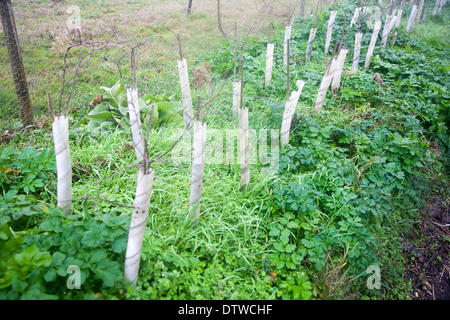 Nuovo impianto di siepe alberi che crescono in tubi di protezione, Suffolk, Inghilterra Foto Stock