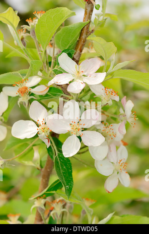 Albero di albicocca Foto Stock