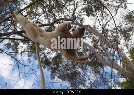 Golden-crowned sifaka;Tattersall il sifaka;Propithecus tattersalli Foto Stock