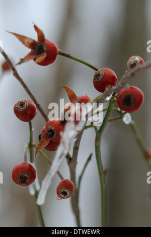 Il ghiaccio ricopre i rami di un granchio melo dopo una tempesta di ghiaccio in un Michigan l'inverno. Foto Stock