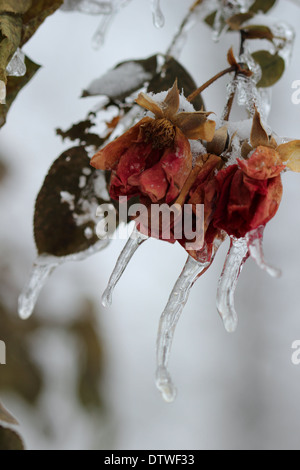 Strati di copertura di ghiaccio rosa appassita appeso un rosaio dopo una tempesta di ghiaccio nel Michigan. Foto Stock