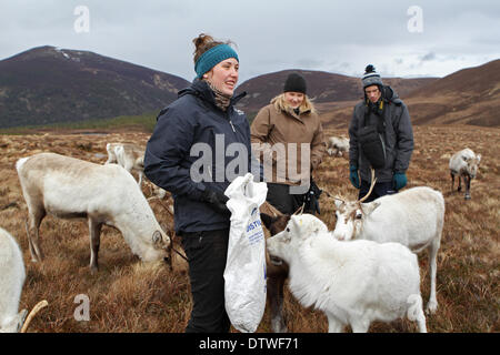 Cairngorms,UK,24 febbraio 2014, un membro del personale di alimentazione del le renne fino in Cairngorm mountain in Scotlan Credito: Keith Larby/Alamy Live News Foto Stock