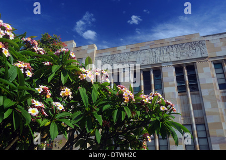 Fioritura frangipani tree (Plumeria sp.) e palazzi in pietra arenaria della Università del Queensland, Brisbane, Australia Foto Stock