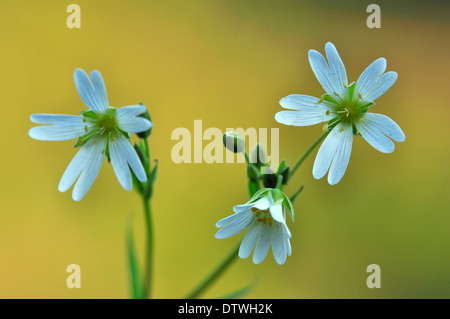 I delicati fiori bianchi di maggiore stitchwort REGNO UNITO Foto Stock