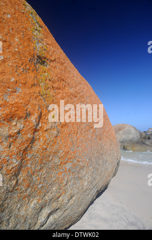 Lichene arancione sui massi costiere, Mazzoletti Beach, William Bay National Park, Australia occidentale Foto Stock