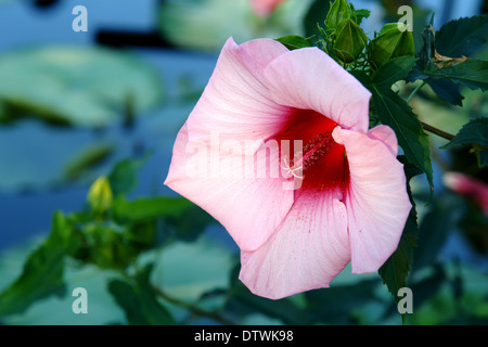 Fiore dell'ibisco Foto Stock