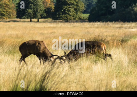 Cervi rossi stracci che schiacciano gli antlers durante la stagione rutting Foto Stock