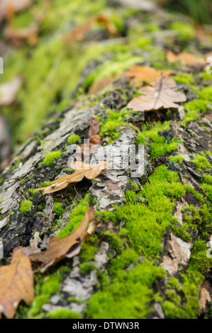 Registro di betulla che stabilisce in una foresta coperta con moss Foto Stock