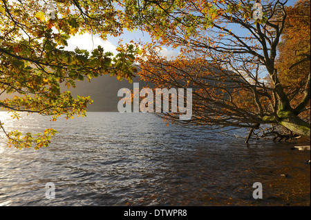 Vista con alberi a sbalzo guardando sopra Crummock acqua nel Parco Nazionale del Distretto dei Laghi Foto Stock