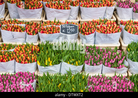 I tulipani in vendita al mercato dei fiori di Amsterdam, Amsterdam Paesi Bassi Foto Stock