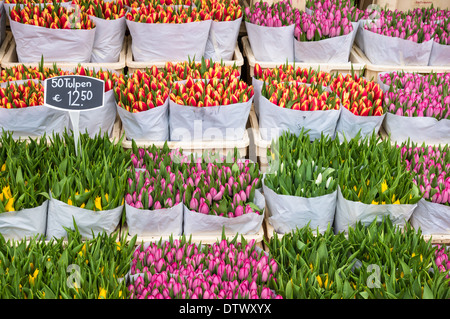 I tulipani in vendita al mercato dei fiori di Amsterdam, Amsterdam Paesi Bassi Foto Stock