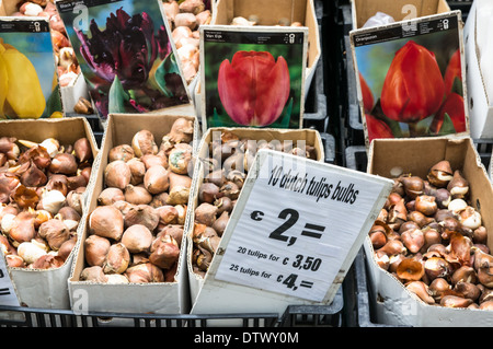 I tulipani bulbi per la vendita al mercato dei fiori di Amsterdam, Amsterdam Paesi Bassi Foto Stock