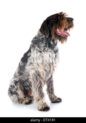 Puntamento Wirehaired Griffon davanti a uno sfondo bianco Foto Stock